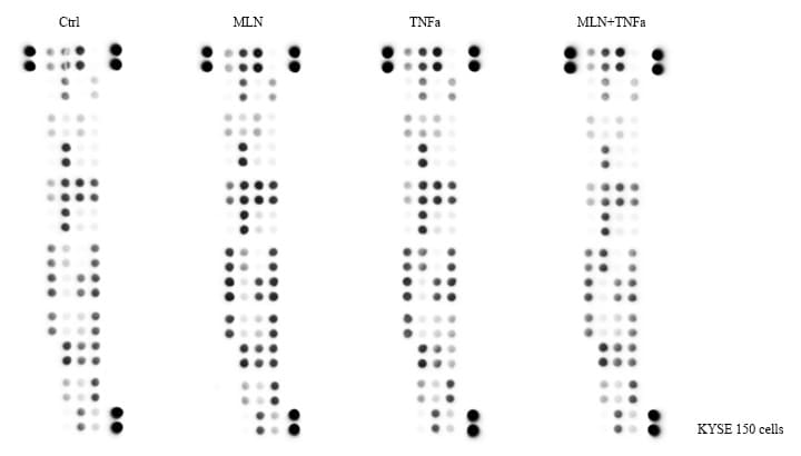 Proteome Profiler Human NFkB Pathway Array ARY029