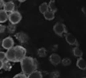 Human VASA Antibody AF2030