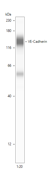 Human VE‑Cadherin Antibody AF938