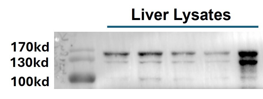 Vinculin Antibody - Azide Free NBP2-20859
