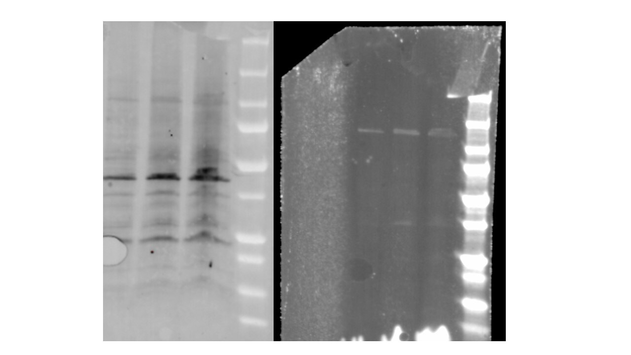 MEKK1 Antibody (2F6) NBP2-44405