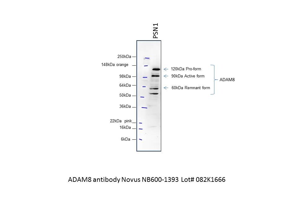 ADAM8 Antibody - BSA Free NB600-1393