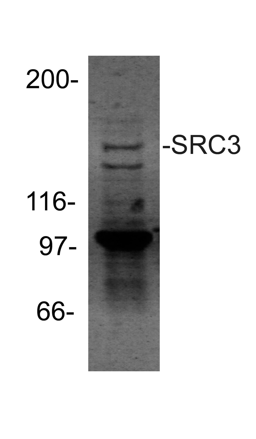 NCOA3/AIB1 Antibody - BSA Free NB100-314