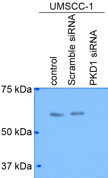 AKT1 [p Ser473] Antibody (104A282) - BSA Free NB100-56749
