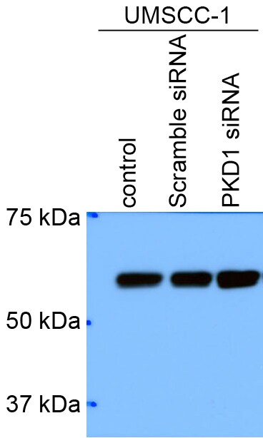 AKT1 Antibody (3A3) NBP1-51602