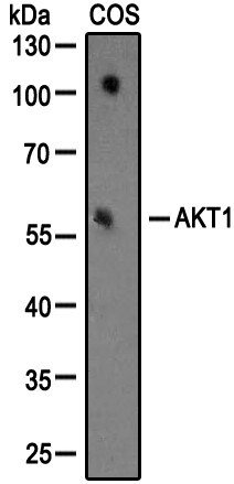 AKT1 Antibody (3A3) NBP1-51602