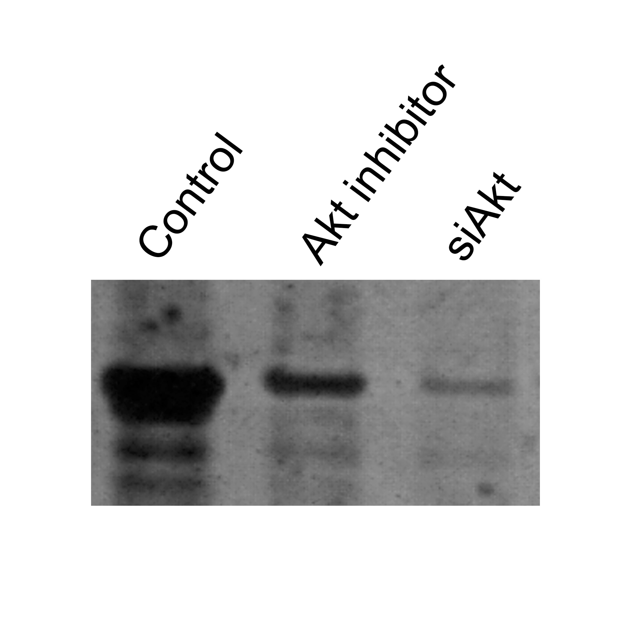Human/Mouse/Rat Akt Pan Specific Antibody MAB2055