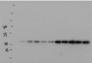 APE Antibody - BSA Free NB100-101