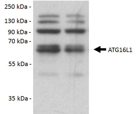 ATG16L1 Antibody - BSA Free NB110-60928