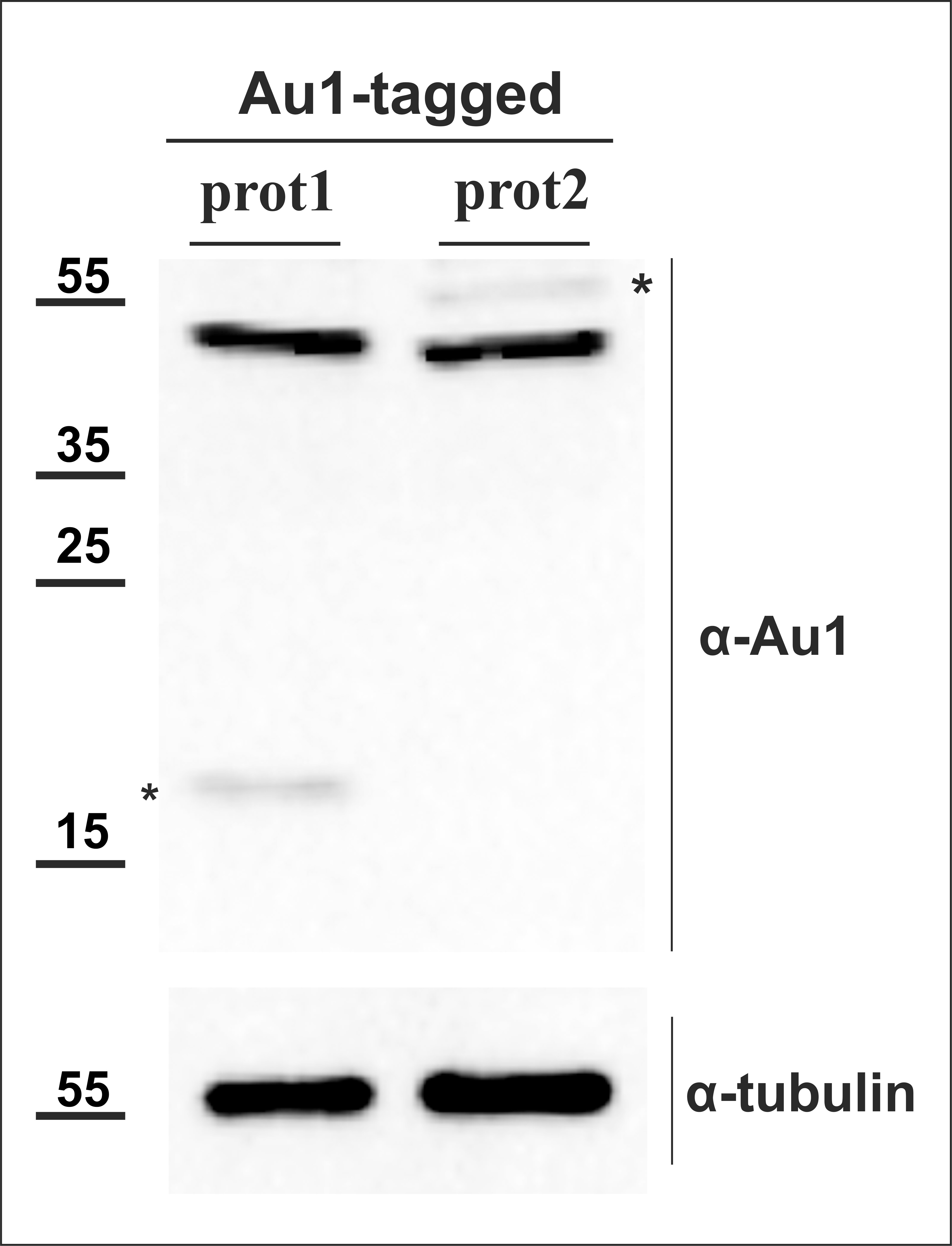 AU1 Epitope Tag Antibody - BSA Free NB600-453