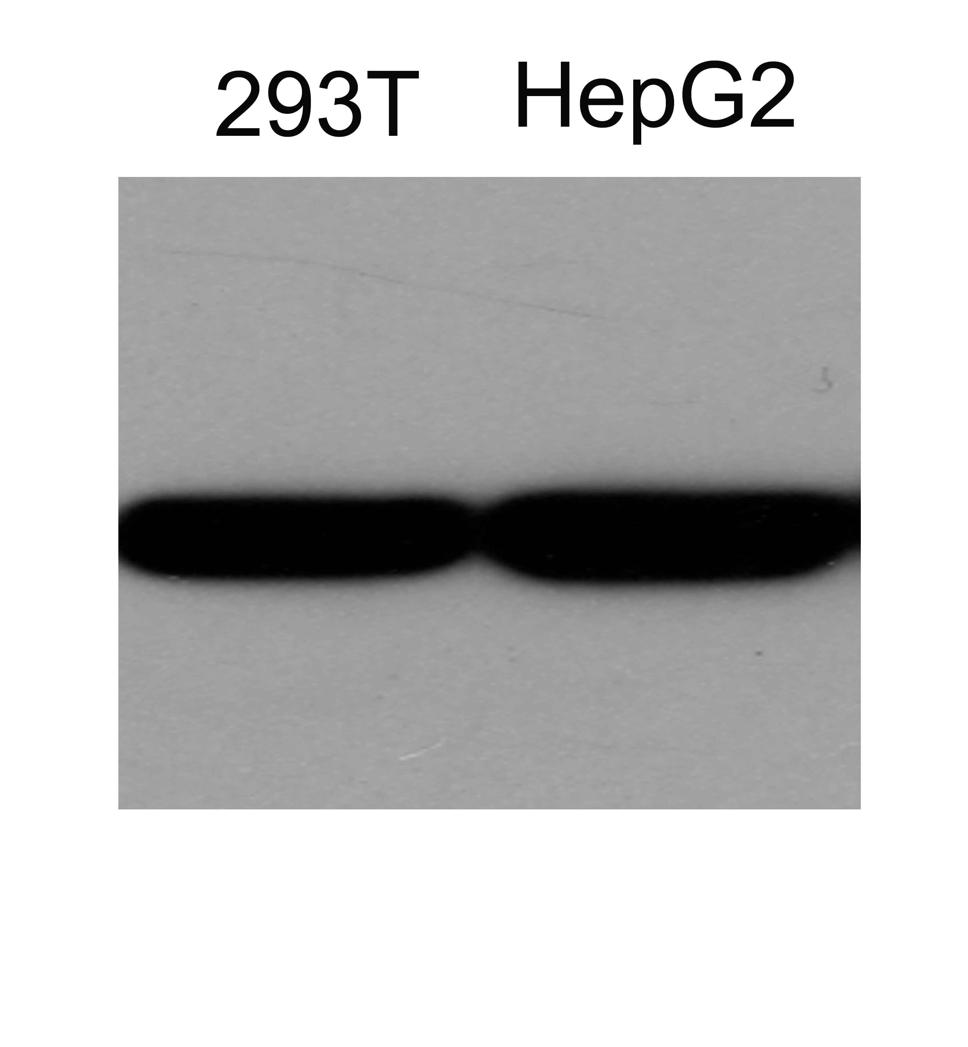pan Actin Antibody (5J11) - BSA Free NBP2-25142