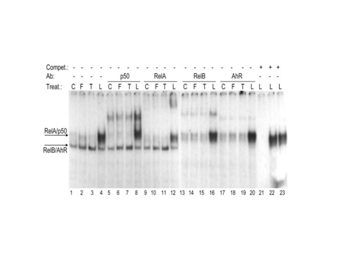 AHR Antibody - Azide and BSA Free NB100-128