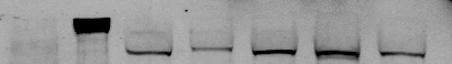 BAF180/PB1 Antibody - BSA Free NB100-79833