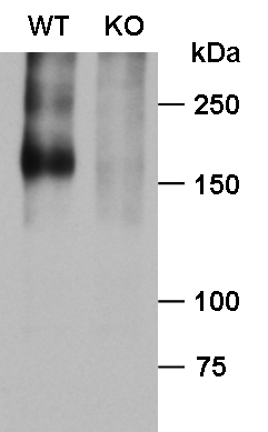 BAI1 Antibody - BSA Free NB110-81586