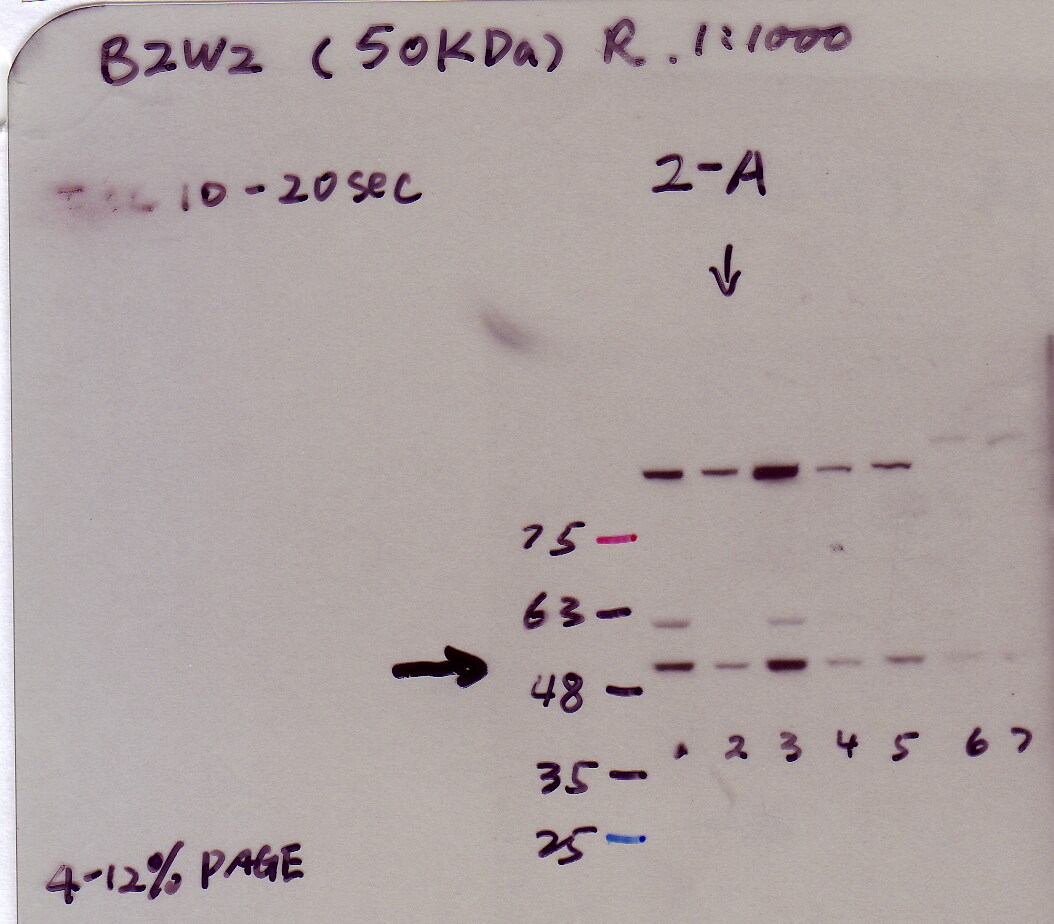 BZW2 Antibody - BSA Free NBP1-32519