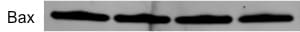 Bax Antibody (6A7) - Azide and BSA Free NBP1-28566