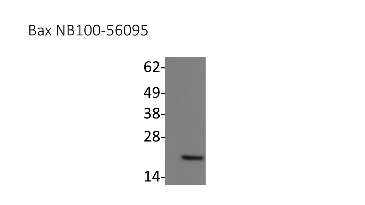 Bax Antibody - BSA Free NB100-56095