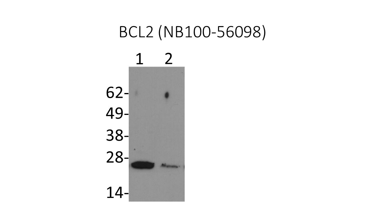 Bcl-2 Antibody - BSA Free NB100-56098