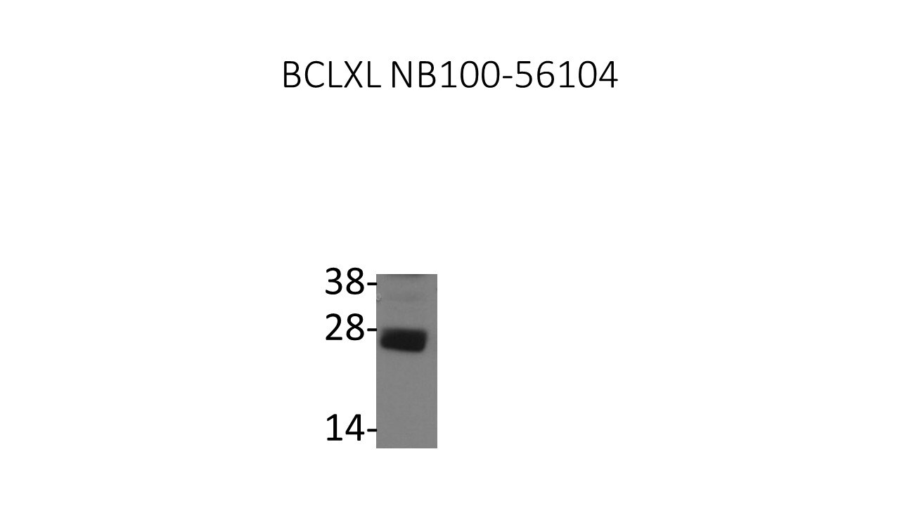 Bcl-xL Antibody - BSA Free NB100-56104