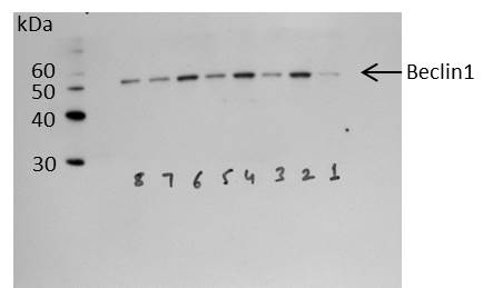 Beclin 1 Antibody - BSA Free NB110-87318