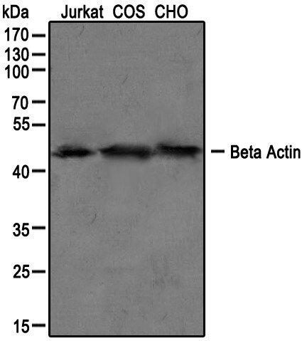beta-Actin Antibody - BSA Free NB600-503