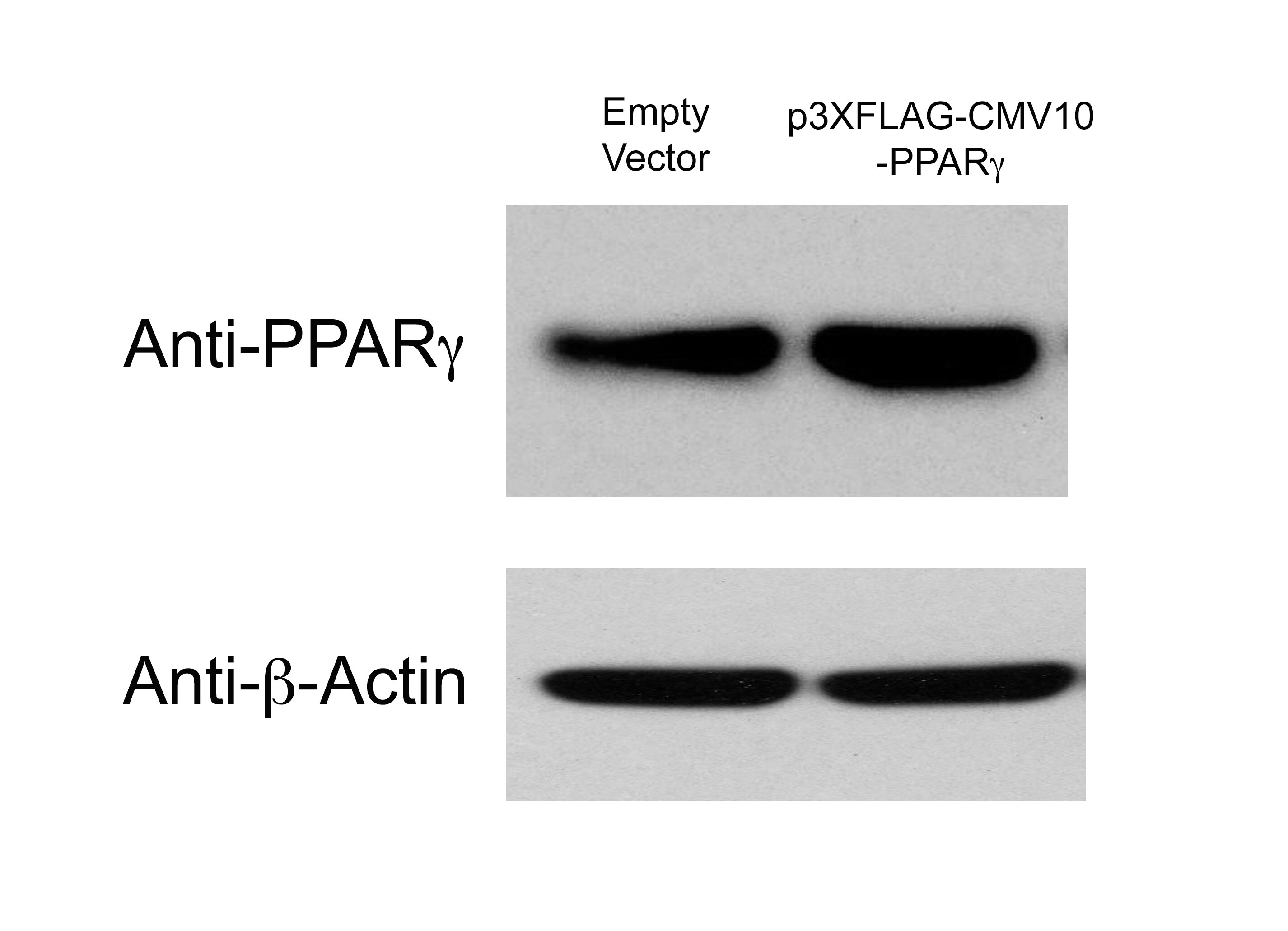 beta-Actin Antibody - BSA Free NB600-505