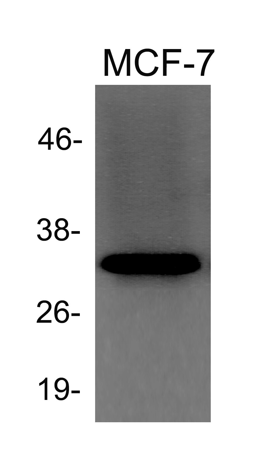 beta-Actin Antibody [HRP] NB600-532H