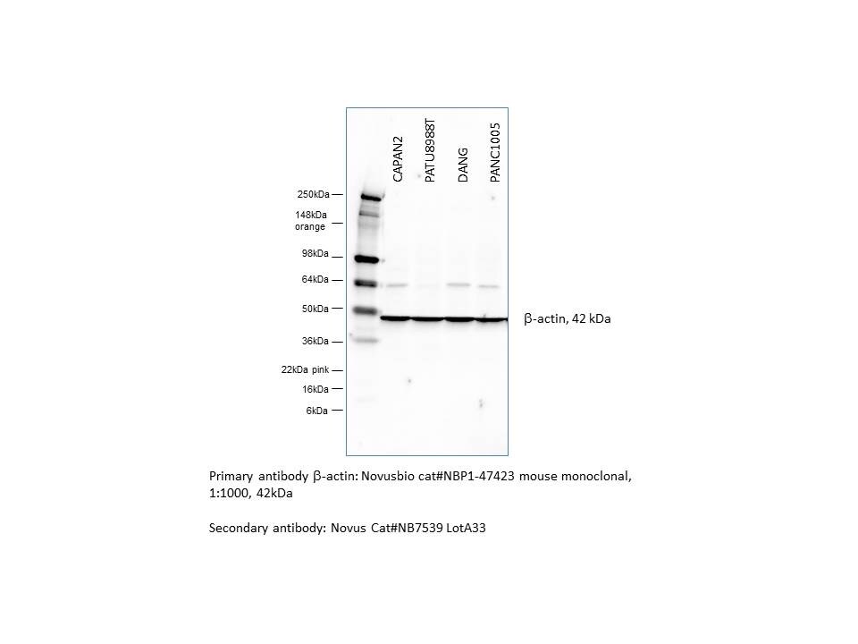 beta-Actin Antibody (8H10D10) - BSA Free NBP1-47423