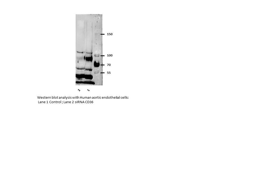 CD36 Antibody - BSA Free NB400-145