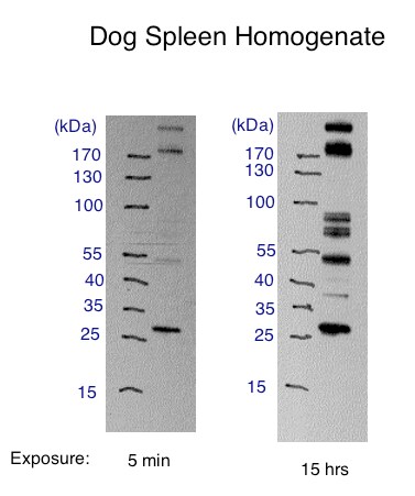 CD4 Antibody - BSA Free NBP1-19371