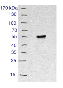CD4 Antibody - BSA Free NBP1-19371