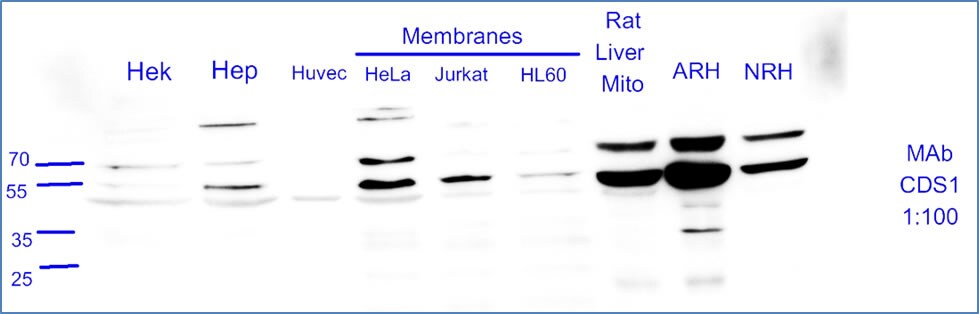 CDS1 Antibody (2D10) - Azide and BSA Free H00001040-M01