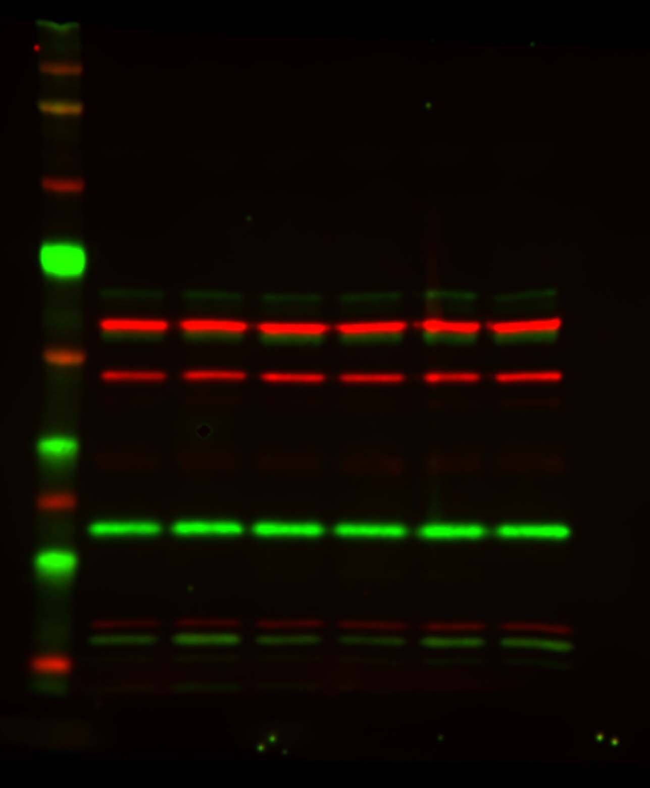 CHCHD3 Antibody - BSA Free NBP1-83656