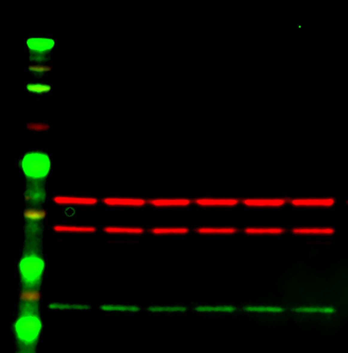 CHCHD6 Antibody - BSA Free NBP1-91779