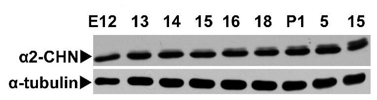CHN 1 Antibody - BSA Free NBP1-58326