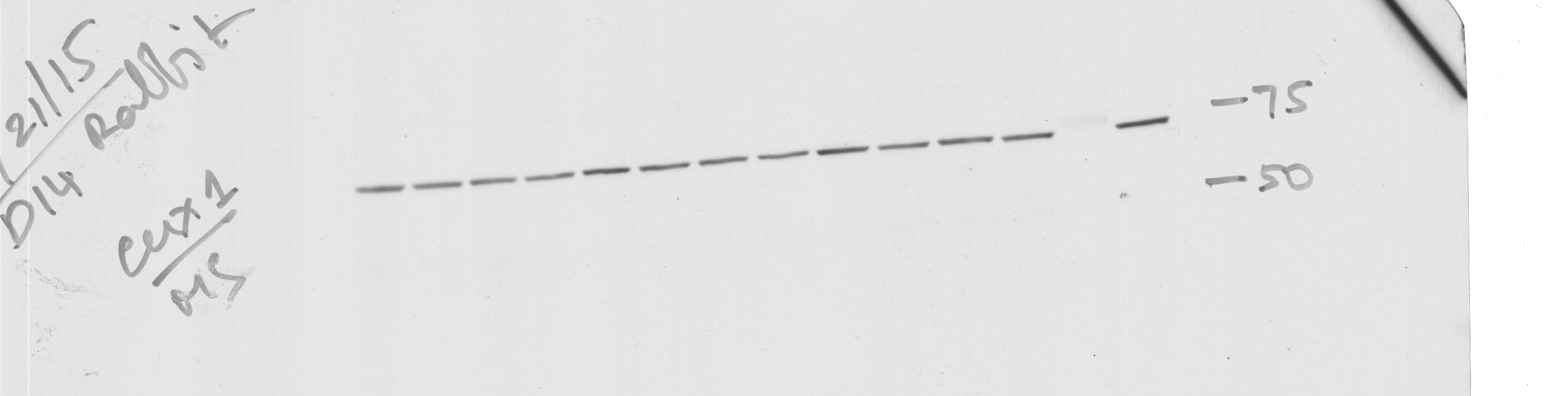 CDP/CUTL1 Antibody - Azide and BSA Free H00001523-B01P