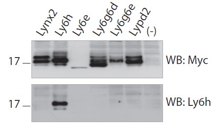 Ly-6H Antibody (3E10) - Azide and BSA Free H00004062-M01