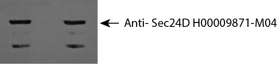SEC24D Antibody (1A8) - Azide and BSA Free H00009871-M04