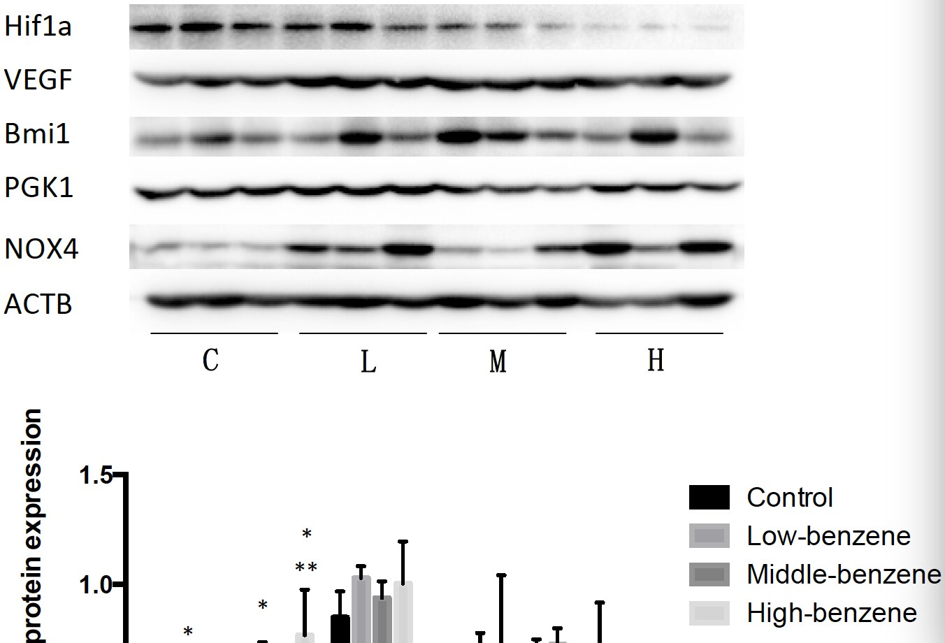 HIF-1 alpha Antibody (H1alpha67) NB100-105