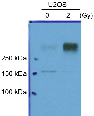 ATM Antibody (2C1) - Azide and BSA Free NB100-309