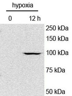 HIF-1 alpha Antibody - BSA Free NB100-479