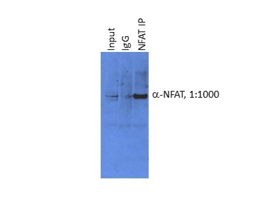 NFATC1/NFAT2 Antibody - BSA Free NB100-56732