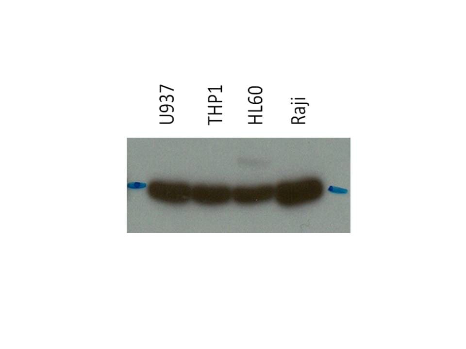 GAPDH Antibody - BSA Free NB100-56875