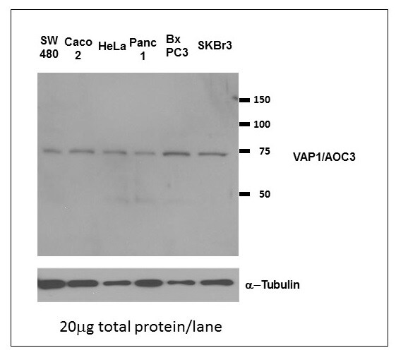 VAP-1/AOC3 Antibody NB100-57090