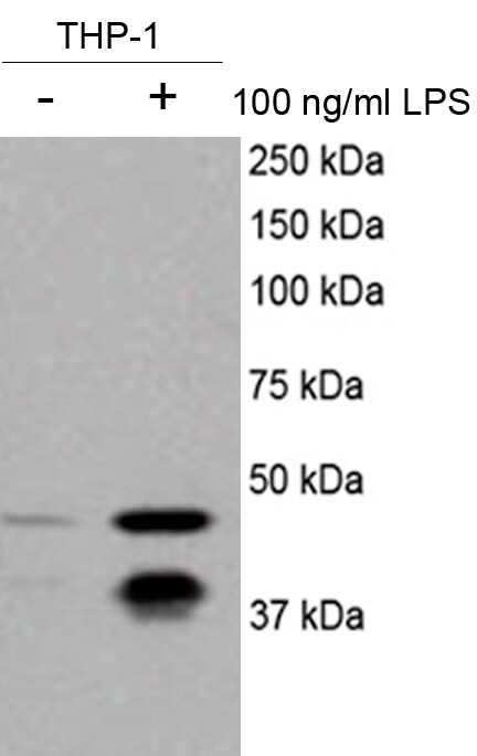 Caspase-11 Antibody (17D9) - BSA Free NB120-10454