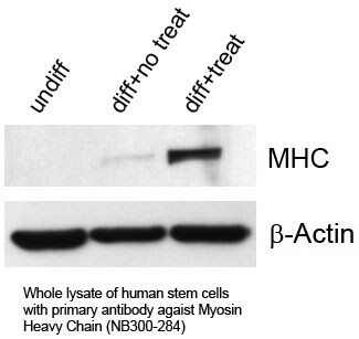 MYH6 Antibody (3-48) - Azide and BSA Free NB300-284
