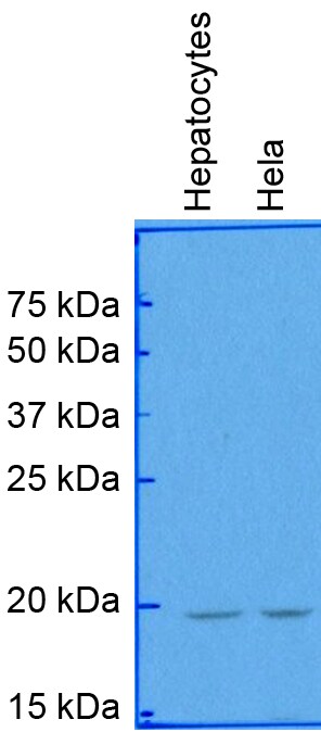 Survivin Antibody - BSA Free NB500-201
