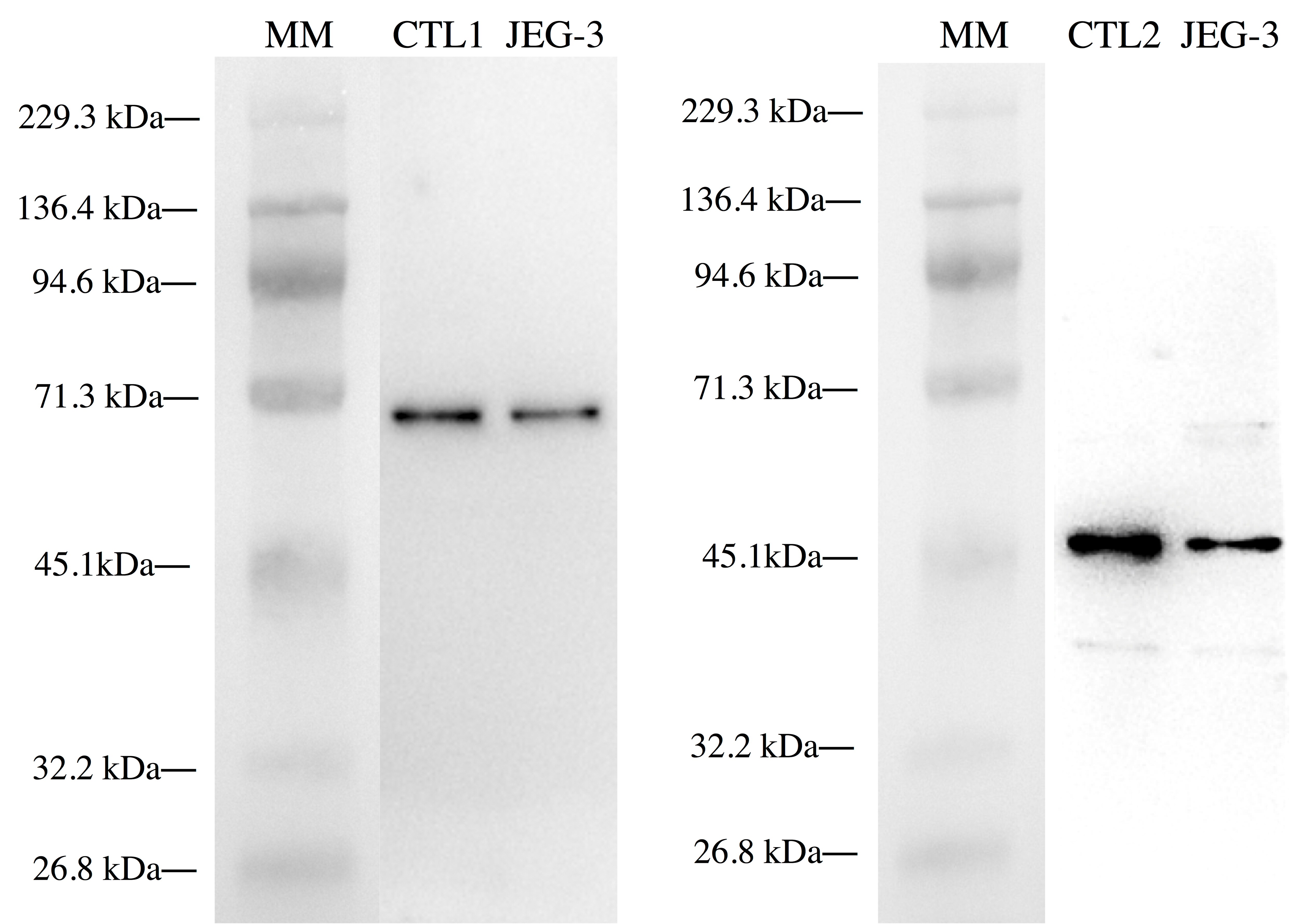 SLC44A2 Overexpression Lysate NBL1-16161