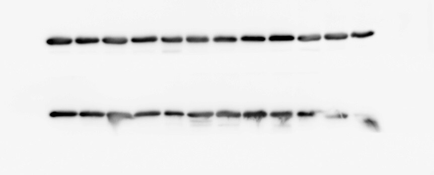 PGC1 alpha Antibody - BSA Free NBP1-04676