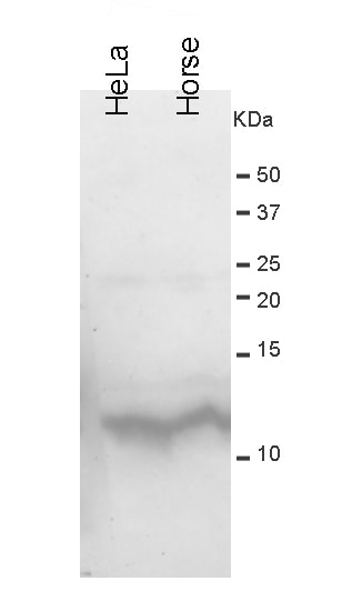 Histone H4 [Monomethyl Lys20] Antibody (5E10-D8) - BSA Free NBP1-30091